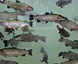 Fischzuchtbetriebe | © stock.adobe.com - Inge Knol